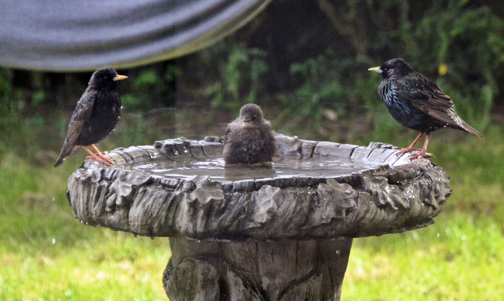 Starlings in the bath