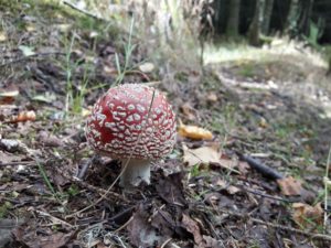 fly agaric in woods