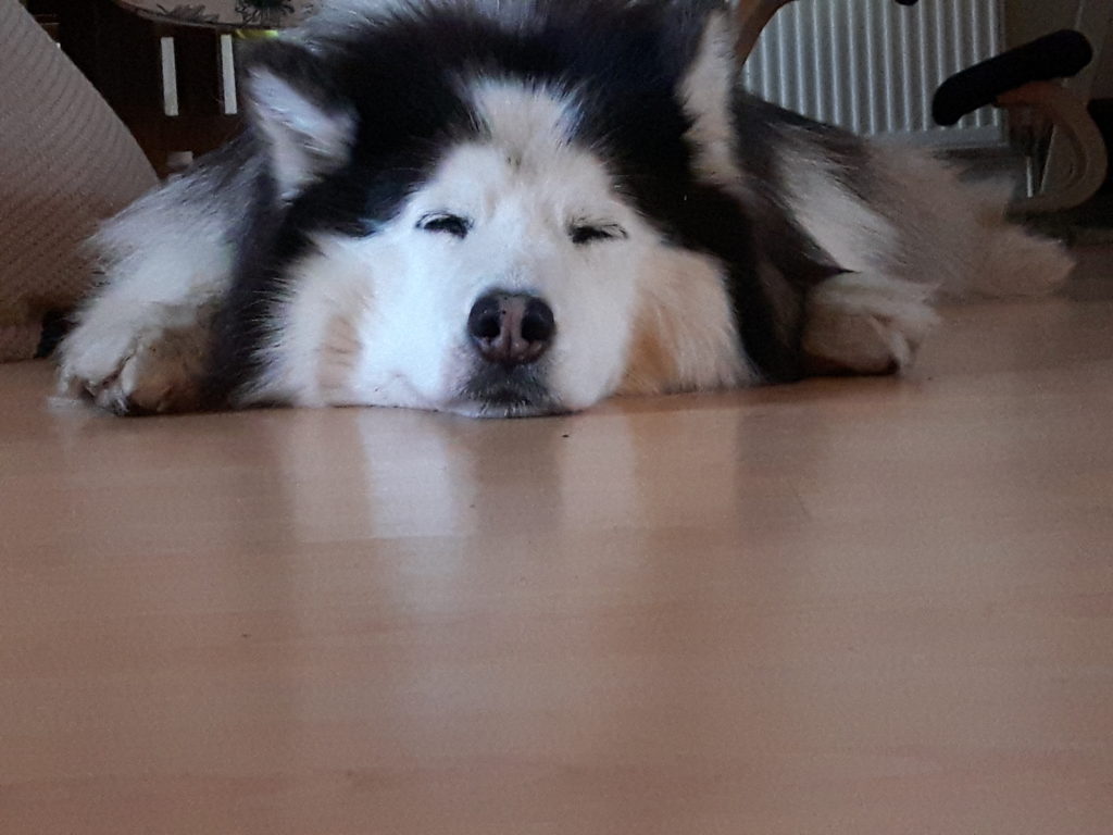 Close-up of husky lying half asleep, nose to camera